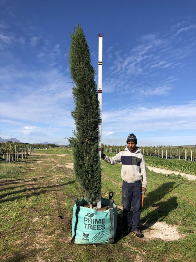 Prime-Trees-Cape-Town-Churchyard-Cypress-Tree-Cupressus-sempervirens-Stricta-250l