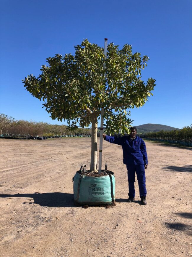 Prime-Trees-Cape-Town-Moretonbay-Fig-Tree-Ficus-rubiginosa-500l
