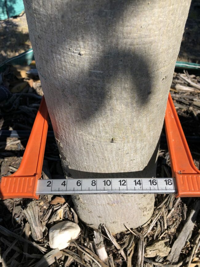 Prime-Trees-Cape-Town-Moretonbay-Fig-Tree-Ficus-rubiginosa-Stem-2000l