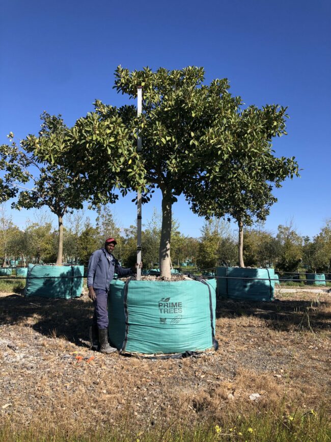 Prime-Trees-Cape-Town-Moretonbay-Fig-Tree-Ficus-rubiginosa-2000l