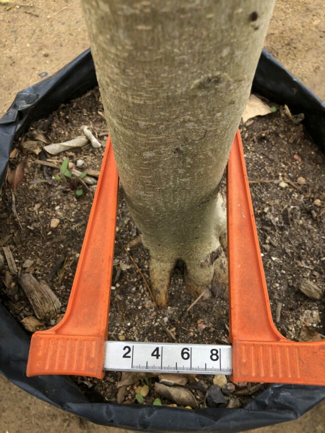 Prime-Trees-Cape-Town-Moretonbay-Fig-Tree-Ficus-rubiginosa-stem-100l