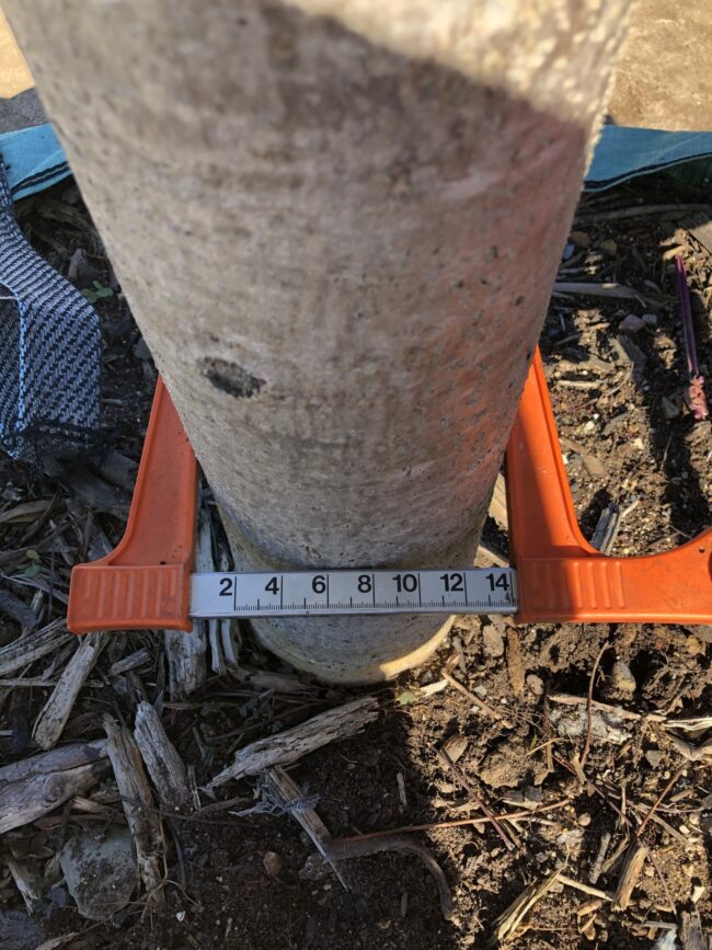 Prime-Trees-Cape-Town-Wild-Plum-Tree-Harpephyllum-caffrum-stem-1000l