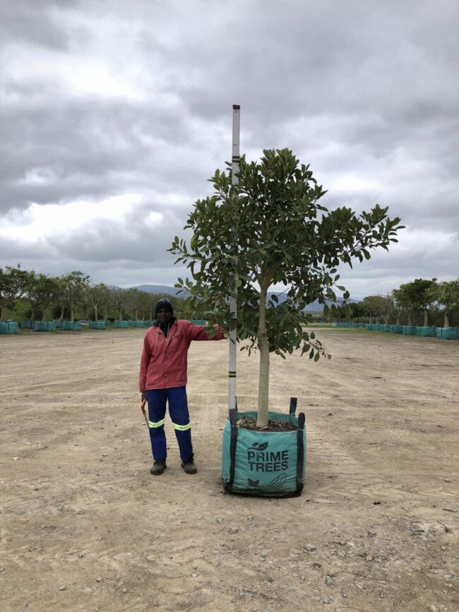 Prime-Trees-Cape-Town-Moretonbay-Fig-Tree-Ficus-rubiginosa-250l
