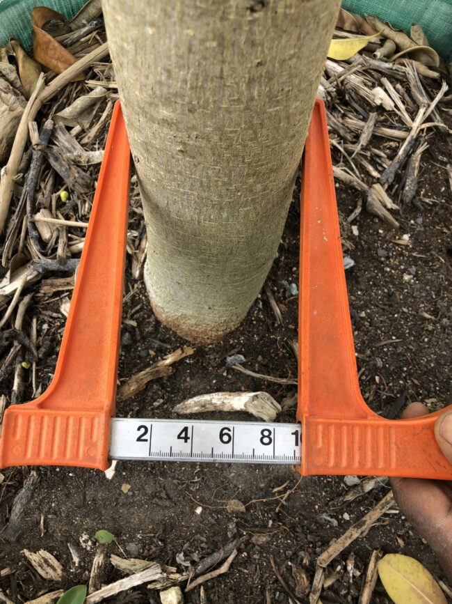 Prime-Trees-Cape-Town-Moretonbay-Fig-Tree-Ficus-rubiginosa-250l-stem