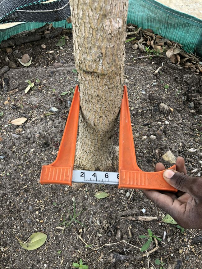 Prime-Trees-Cape-Town-White Milkwood-Tree-Sideroxylon inerme-stem-1000l
