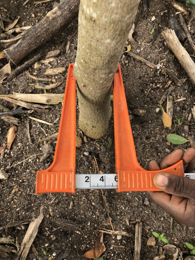 Prime-Trees-Cape-Town-White Milkwood-Tree-Sideroxylon inerme-stem-500l