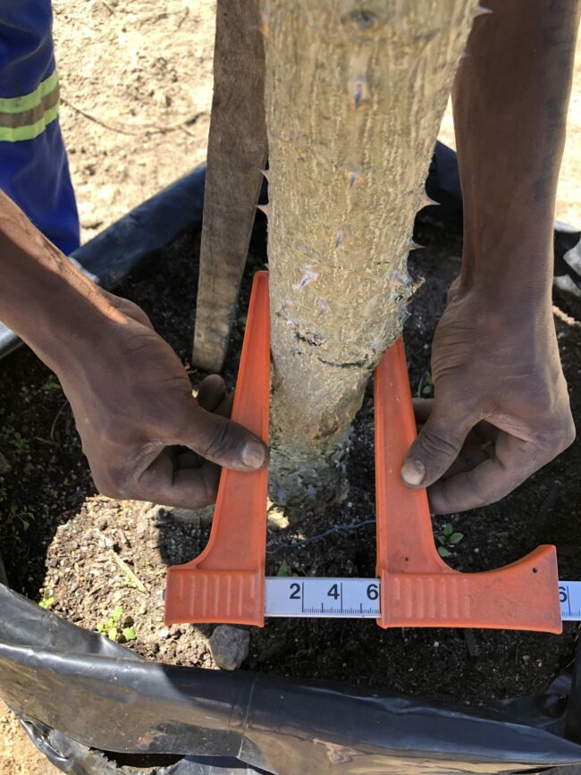 Prime-Trees-Cape-Town-Coastal-Coral-Tree-Erythrina-caffra-Stem-100l