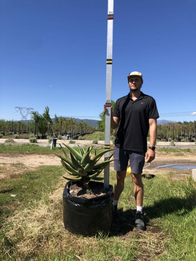 Prime-Trees-Cape-Town-Bitter-Aloe-Tree-Aloe-ferox-100l