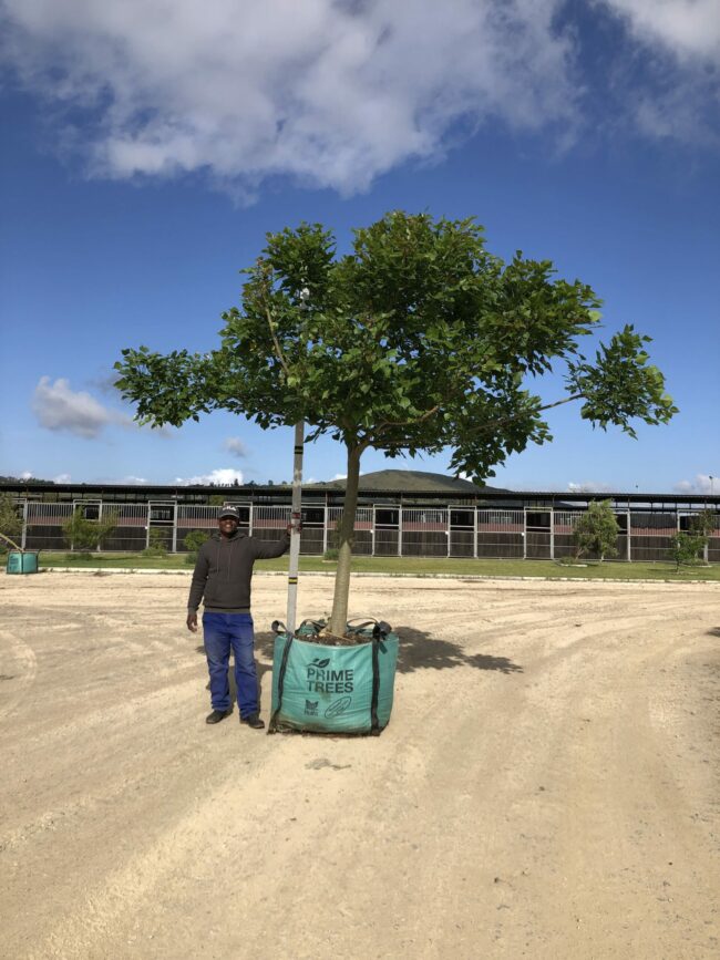 Prime-Trees-Cape-Town-Coastal-Coral-Tree-Erythrina-caffra-500l