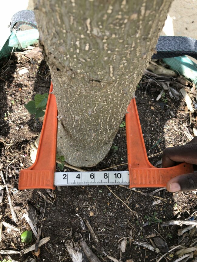 Prime-Trees-Cape-Town-Coastal-Coral-Tree-Erythrina-caffra-Stem-500l
