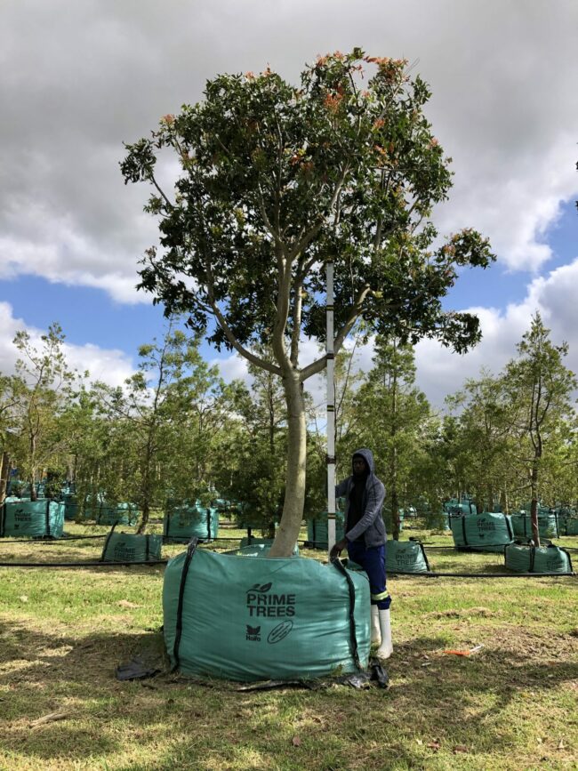 Prime-Trees-Cape-Town-Wild-Plum-Tree-Harpephyllum-caffrum-2000l