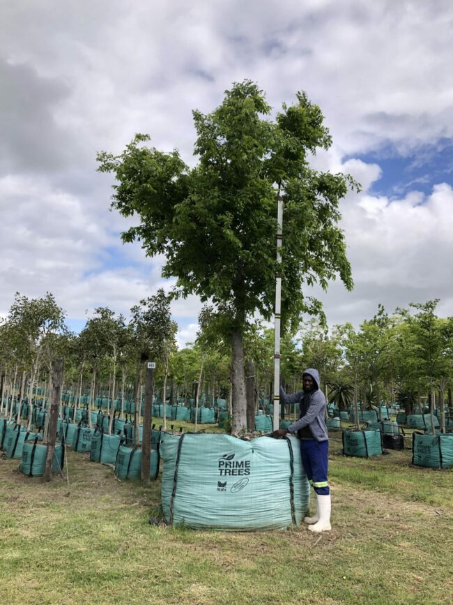 Prime-Trees-Cape-Town-Chinese-hackberry-Tree-Celtis-sinensis-2000l