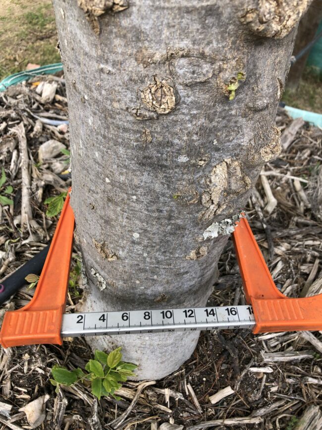Prime-Trees-Cape-Town-Chinese-hackberry-Tree-Celtis-sinensis-Stem-2000l
