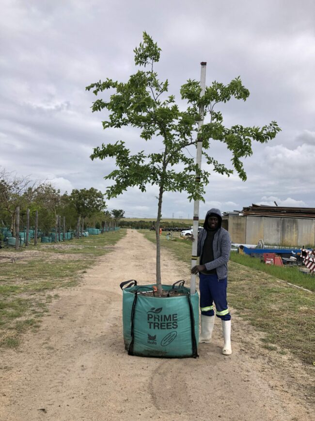 Prime-Trees-Cape-Town-Chinese-hackberry-Tree-Celtis-sinensis-500l