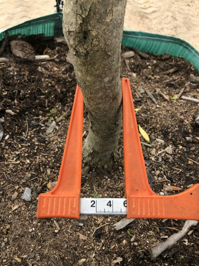 Prime-Trees-Cape-Town-Chinese-hackberry-Tree-Celtis-sinensis-Stem-500l