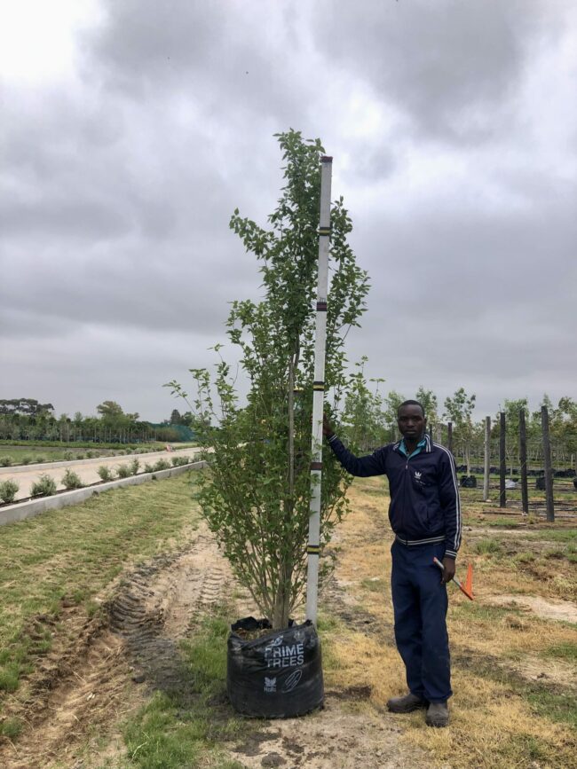 Prime-Trees-Cape-Town-Chinese Poplar-Tree-Populus simonii-100l