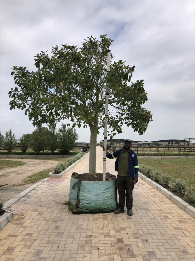 Prime-Trees-Cape-Town-Moretonbay-Fig-Tree-Ficus-rubiginosa-1000l