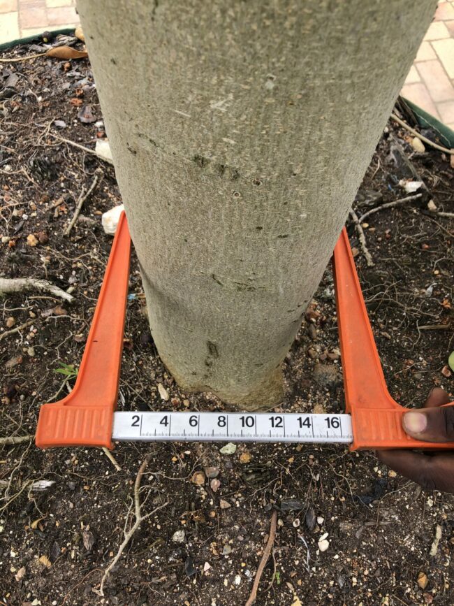 Prime-Trees-Cape-Town-Moretonbay-Fig-Tree-Ficus-rubiginosa-stem-1000l