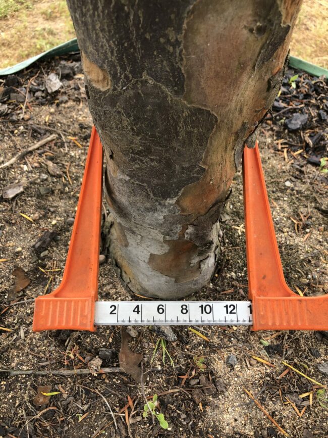 Prime-Trees-Cape-Town-Outeniqua-Yellowwood-Tree-Afrocarpus-falcatus-Stem-1000l