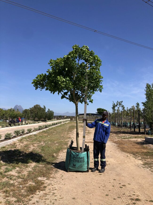 Prime-Trees-Cape-Town-Coastal-Coral-Tree-Erythrina-caffra-250l