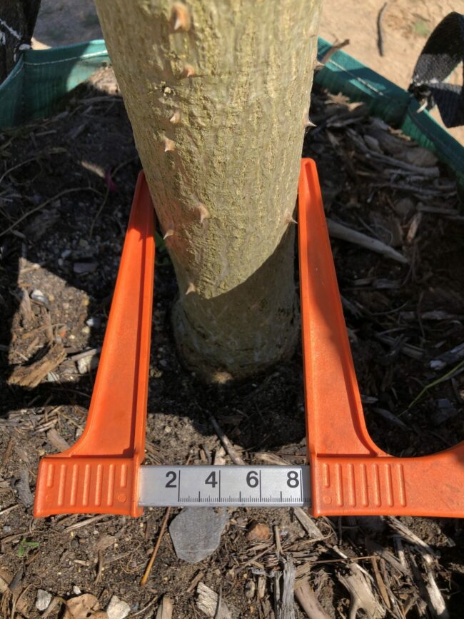Prime-Trees-Cape-Town-Coastal-Coral-Tree-Erythrina-caffra-Stem-250l