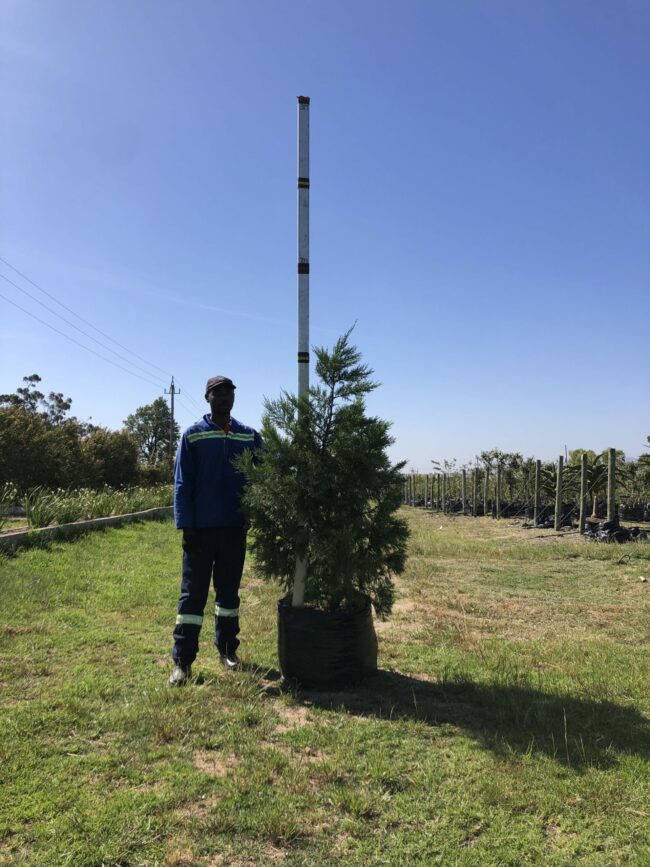 Prime-Trees-Cape-Town-Leyland Cypress-Tree-Cupressus-x-leylandii-100l