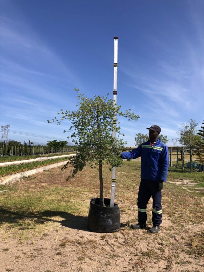 Prime-Trees-Cape-Town-Cork Oak-Tree-Quercus suber-100l