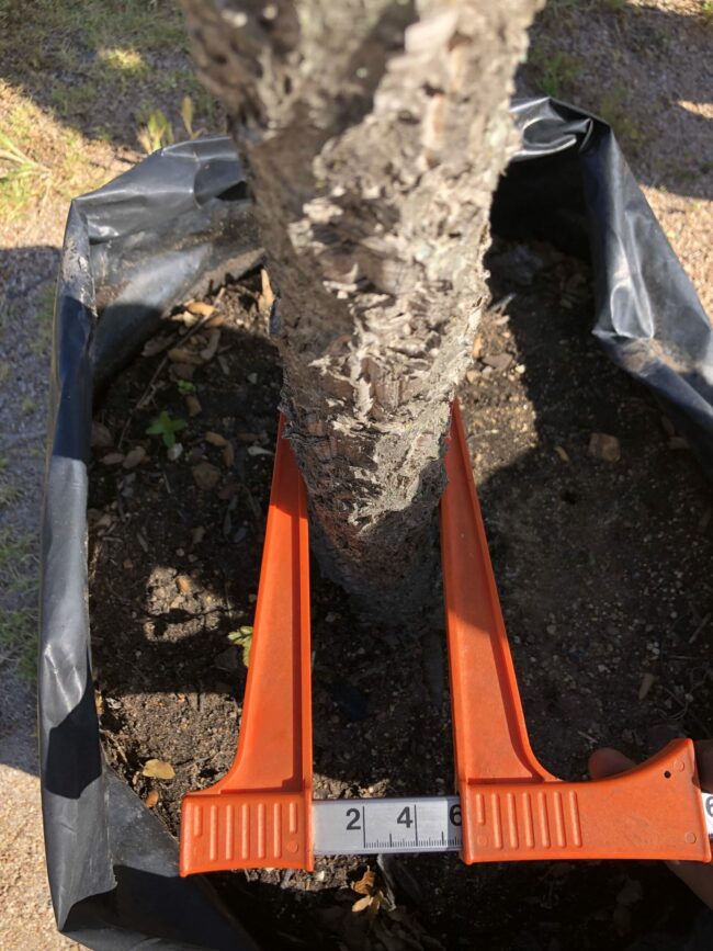 Prime-Trees-Cape-Town-Cork Oak-Tree-Quercus suber-100l-stem