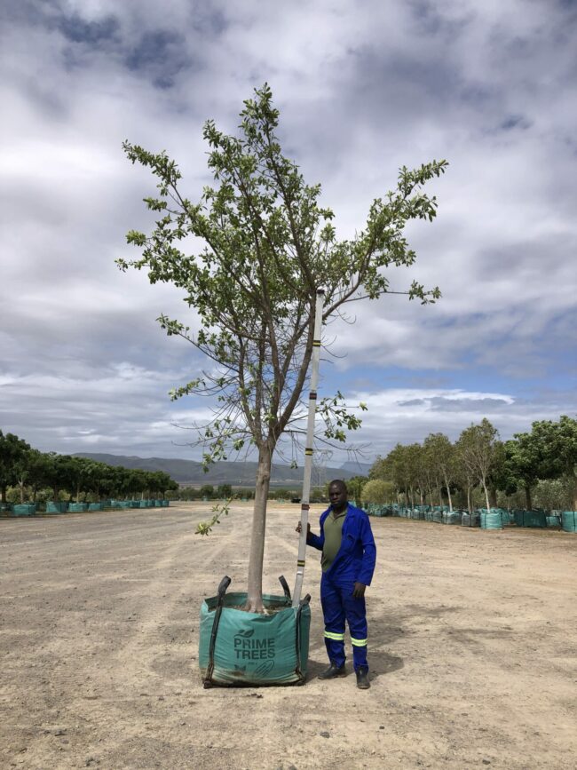 Prime-Trees-Cape-Town-Natal-Wild-Fig-Tree-Ficus-natalensis-500l