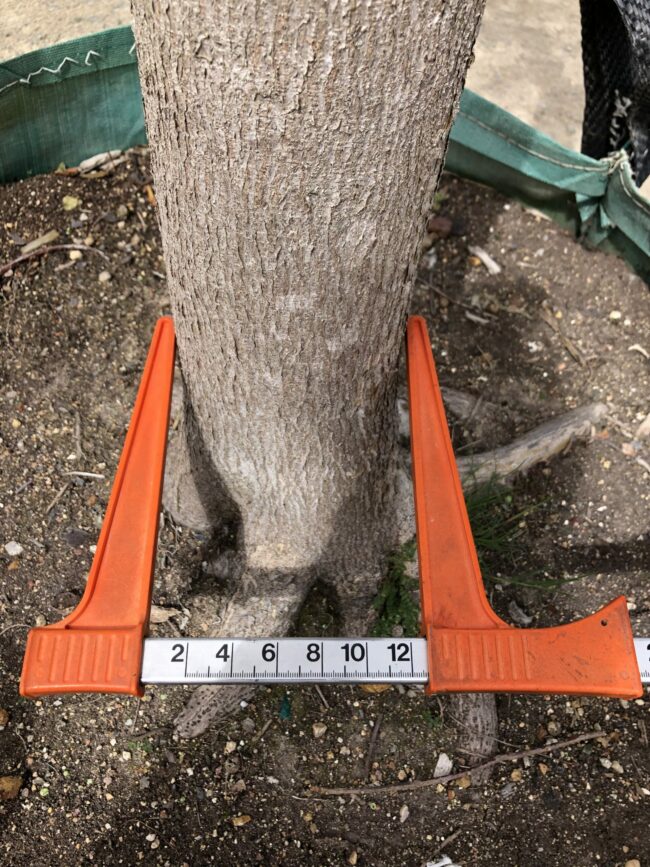 Prime-Trees-Cape-Town-Natal-Wild-Fig-Tree-Ficus-natalensis-stem-500l