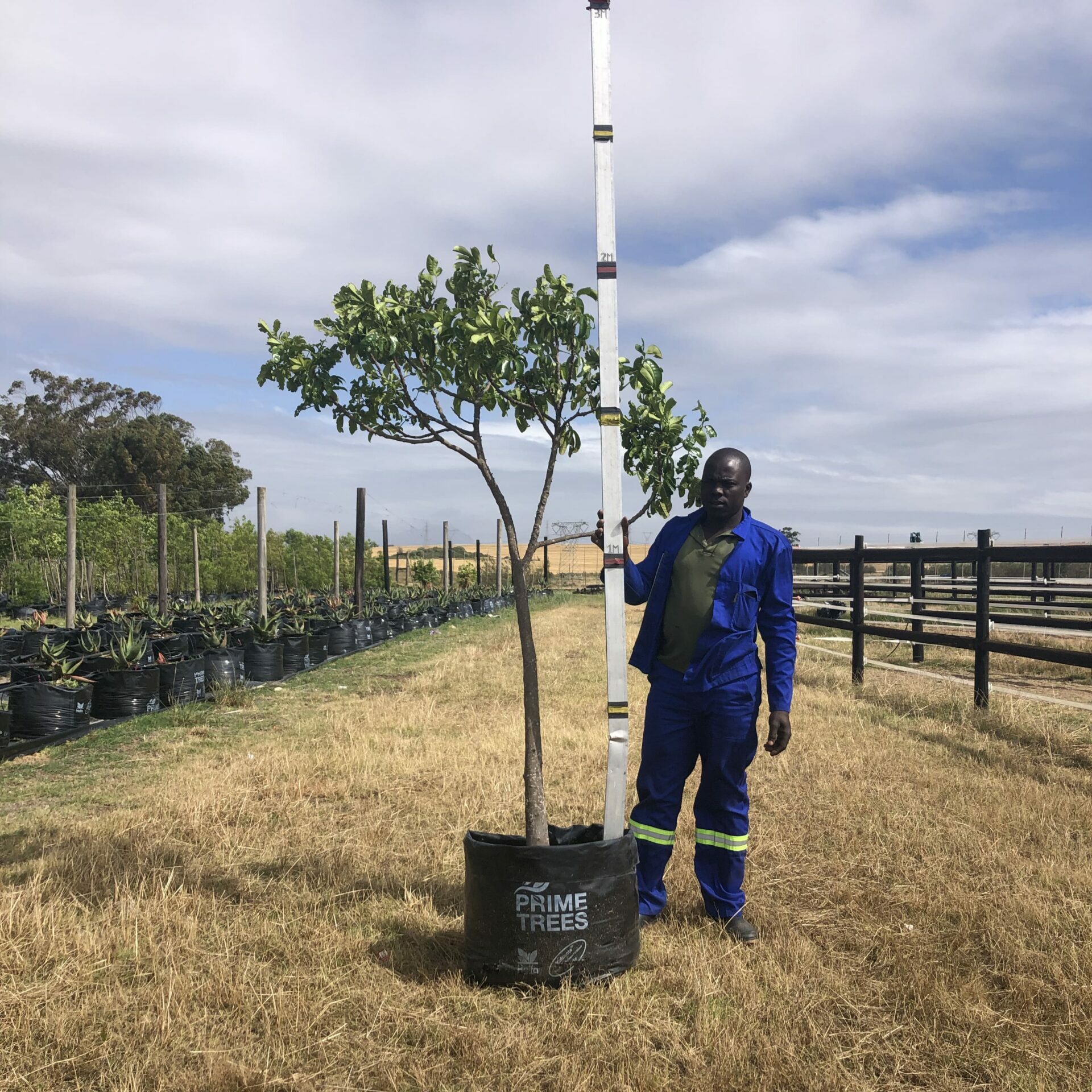 Prime-Trees-Cape-Town-Natal Mahogany-Tree-Trichillia emetica-100l