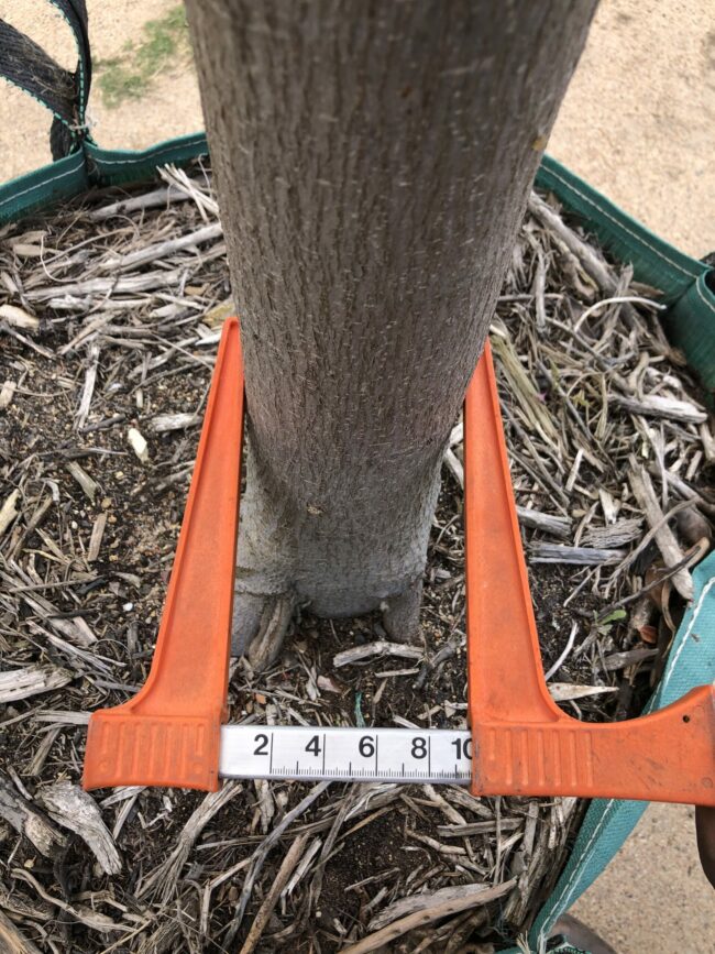 Prime-Trees-Cape-Town-Natal-Wild-Fig-Tree-Ficus-natalensis-stem-250l