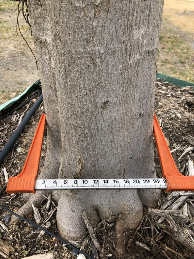 Prime-Trees-Cape-Town-Natal-Wild-Fig-Tree-Ficus-natalensis-Stem-2000l
