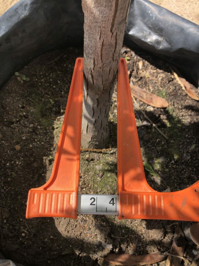 Prime-Trees-Cape-Town-Pecan-Wichita-Tree-Carya-Illinoinensis-Wichita-Stem-100l