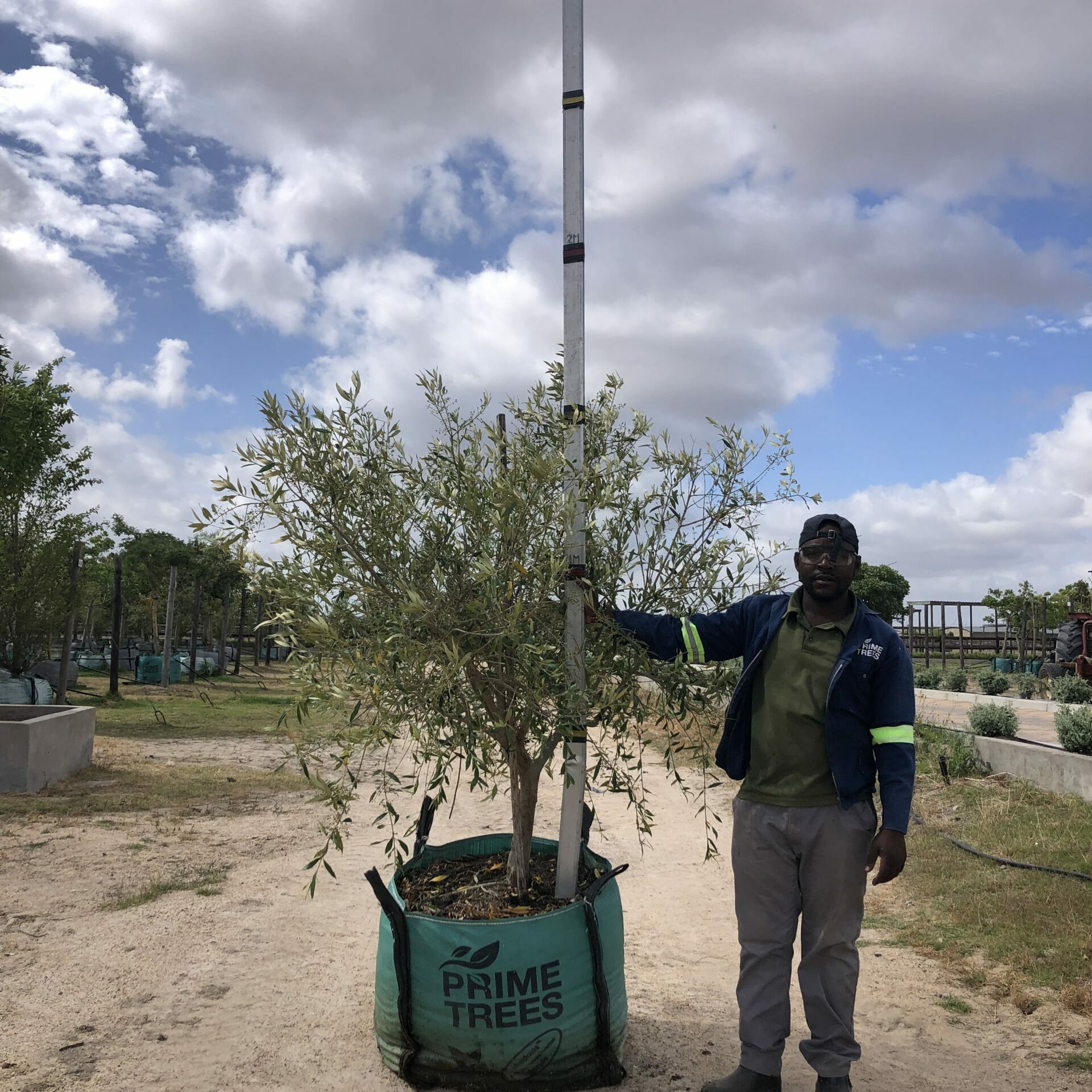 Prime-Trees-Cape-Town-Wild-Olive-Tree-Olea-europaea-subsp-africana-250l
