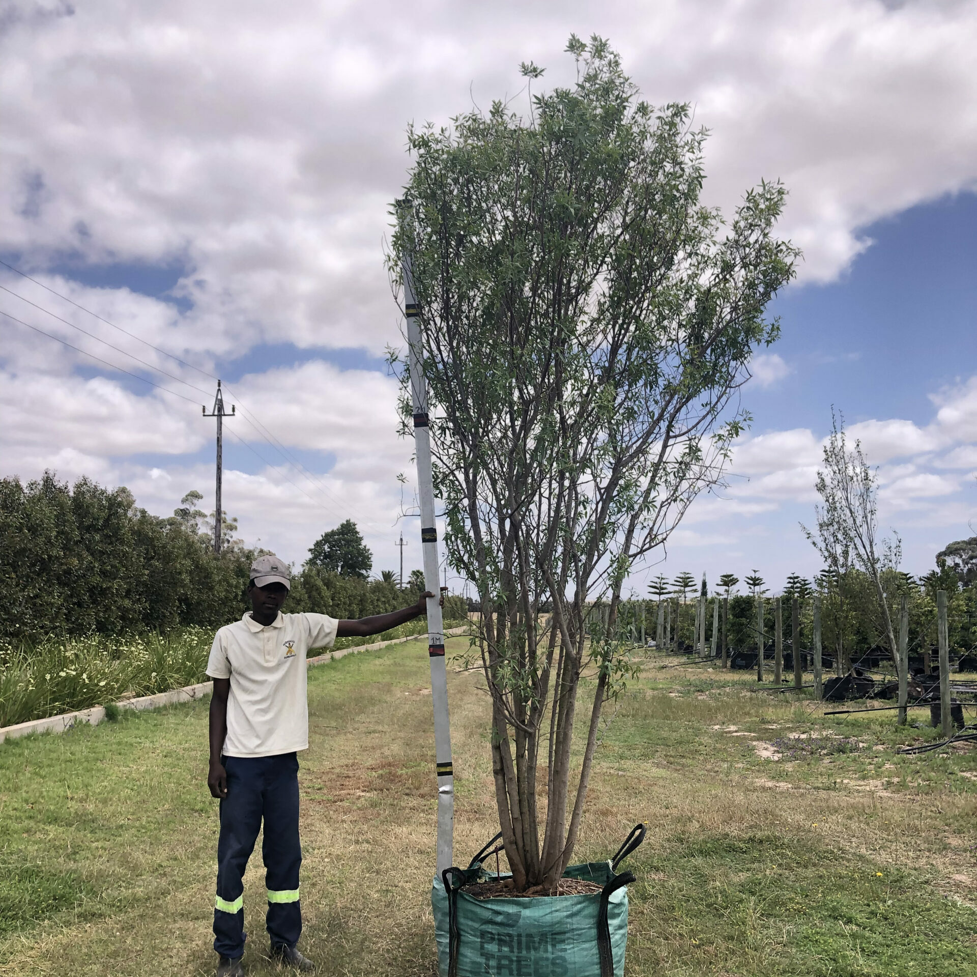 Prime-Trees-Cape-Town-White Karee-Tree-Searsia pendulina-250l