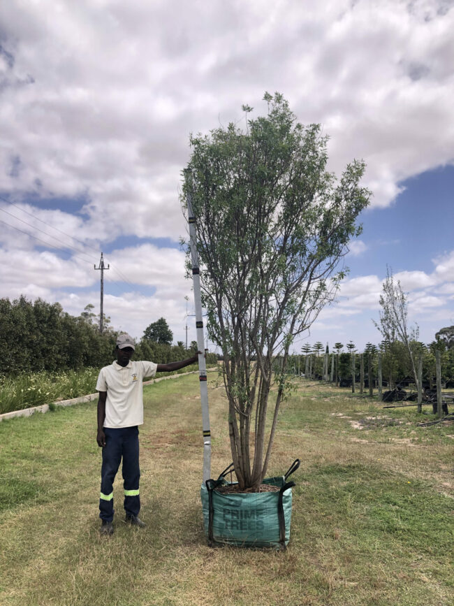 Prime-Trees-Cape-Town-White Karee-Tree-Searsia pendulina-250l