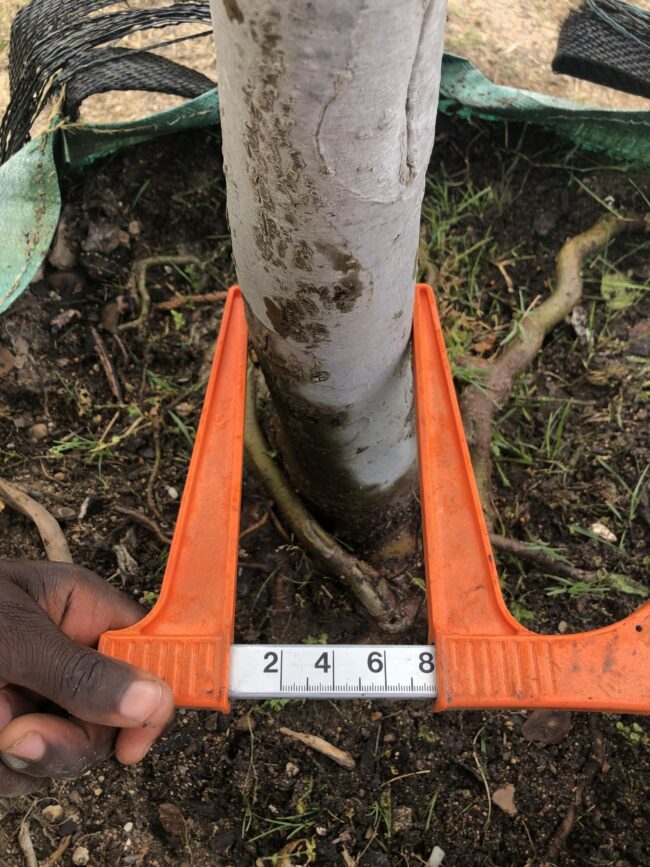 Prime-Trees-Cape-Town-Sweet-Gum-Tree-Liquidambar-Styraciflua-Stem-250l