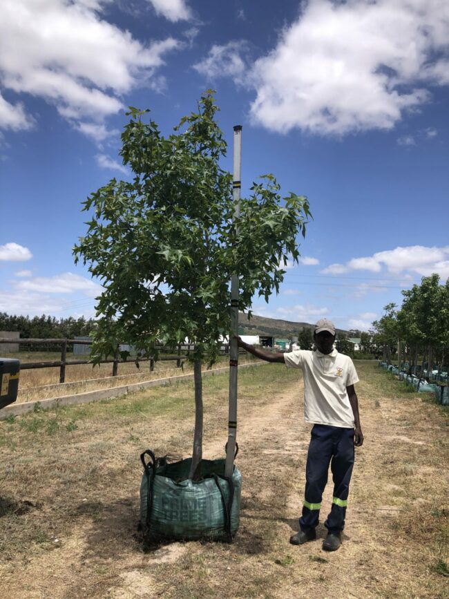 Prime-Trees-Cape-Town-Sweet-gum-Tree-Liquidambar-styraciflua-250l