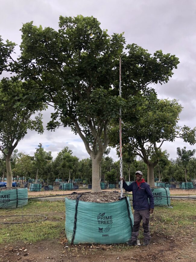 Prime-Trees-Cape-Town-Coastal-Coral-Tree-Erythrina-caffra-2000l