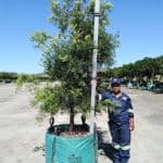Prime-Trees-Cape-Town-Outeniqua-Yellowwood-Tree-Afrocarpus-falcatus-500l-1