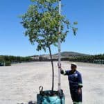 Prime-Trees-Cape-Town-Pecan-White-Stinkwood-Tree-Celtis-africana-250l