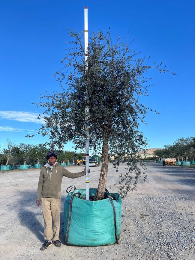 Prime-Trees-Cape-Town-Cork Oak-Tree-Quercus suber-1000l