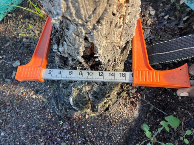 Prime-Trees-Cape-Town-Cork Oak-Tree-Quercus suber-1000l-stem