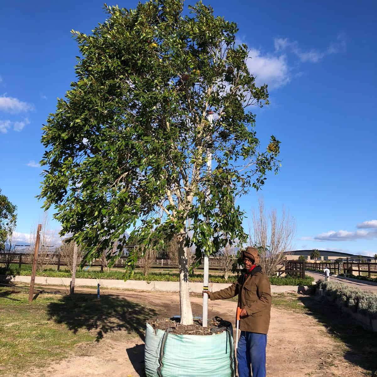 Prime-Trees-Cape-Town-Water pear-Tree-Syzygium guineense-1000l