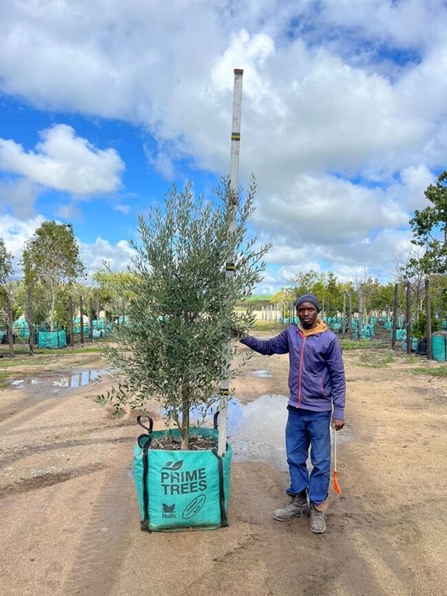 Prime-Trees-Cape-Town-Frantoio-Olive-Tree-Olea-europaea-frantoio-250l