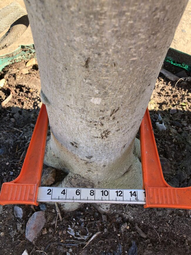 Prime-Trees-Cape-Town-Moretonbay-Fig-Tree-Ficus-rubiginosa-stem-500l