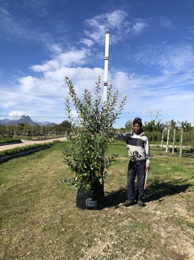 Prime-Trees-Cape-Town-Coastal-Silver-Oak-Tree-Brachylaena-discolor-100l