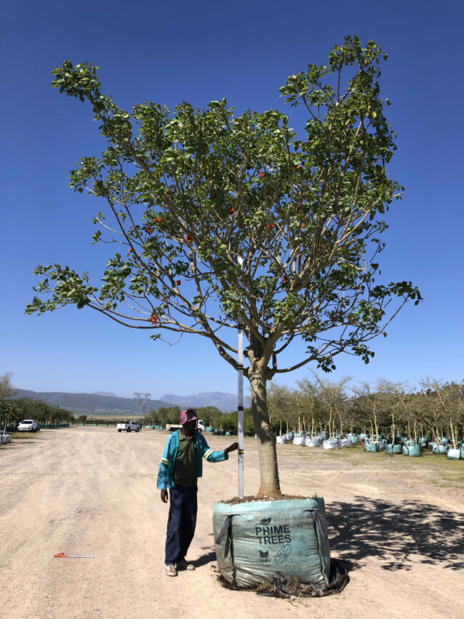 Prime-Trees-Cape-Town-Coastal-Coral-Tree-Erythrina-caffra-1000l
