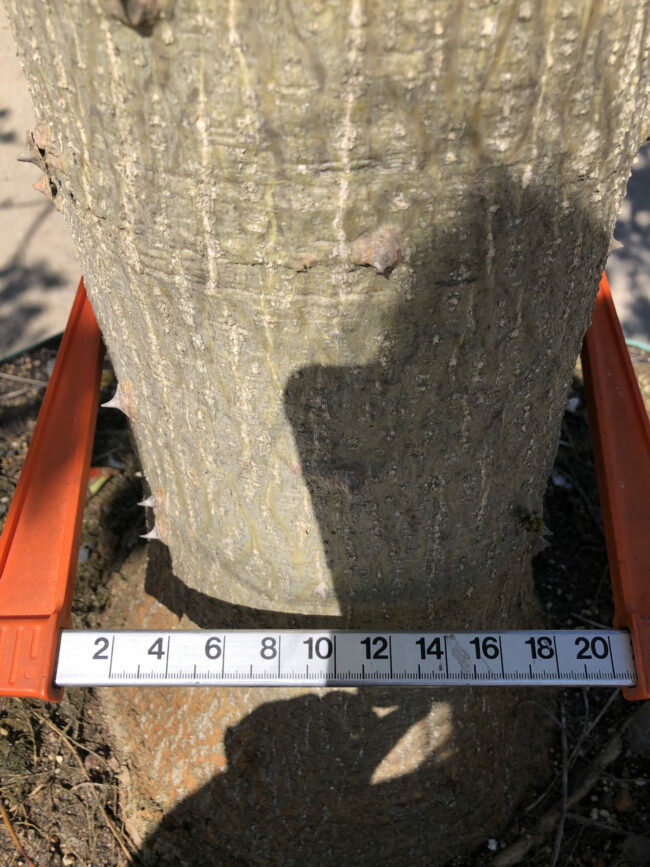 Prime-Trees-Cape-Town-Coastal-Coral-Tree-Erythrina-caffra-Stem-1000l